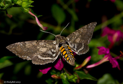 Hummingbird Moth