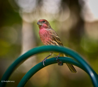 House Finch October 2