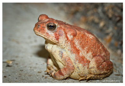 Toad 