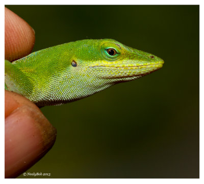Green Anole October 3