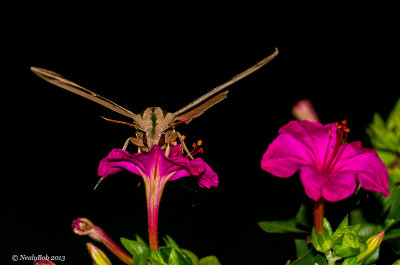 Hummingbird Moth 