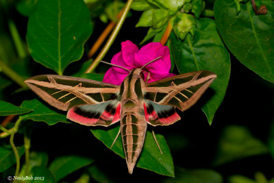 Hummingbird Moth