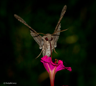 Hummingbird Moth October 25