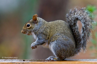 Squirrel December 9