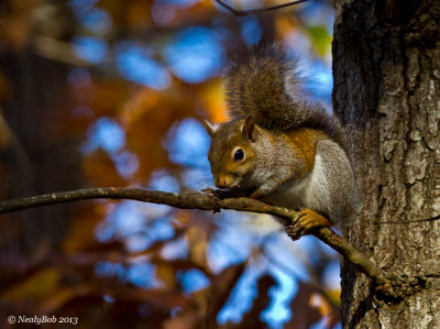 Squirrel December 17