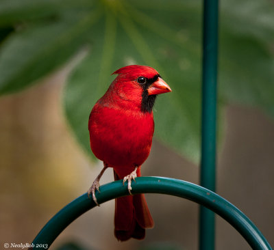 Cardinal December 18