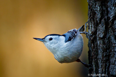 White Breasted Nuthatch December 26