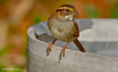 White Throated Sparrow January 21