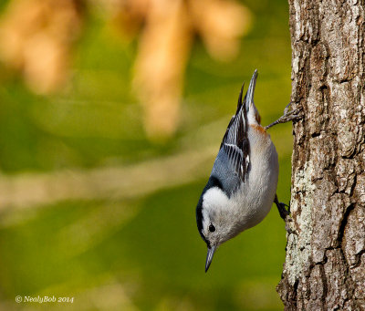 White Breasted Nuthatch January 22
