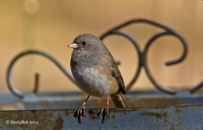 Junco February 14