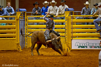 Bull Rider