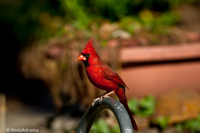 Red Bird February 28