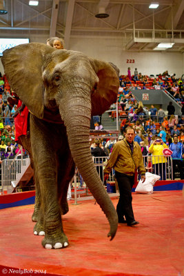 Circus Elephant March 9