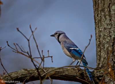 Blue Jay