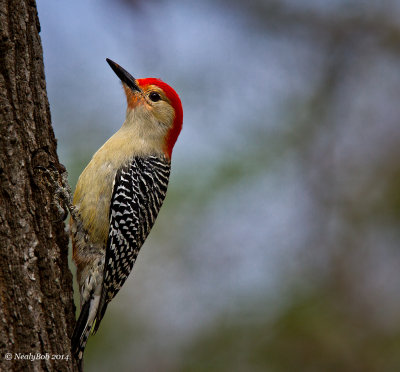 Red Bellied Woodpecker March 20