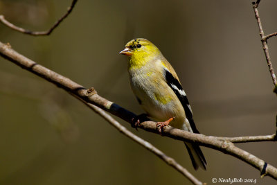 Gold Finch March 21