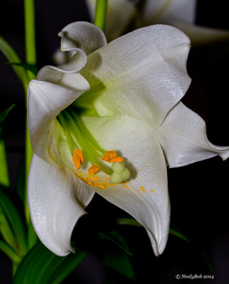 Easter Lily April 20