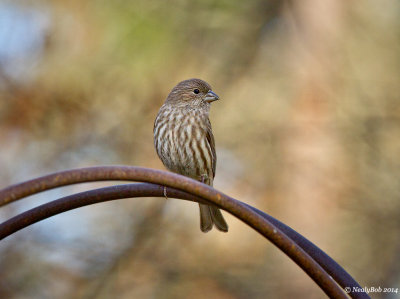 House Finch May 13