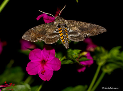 Hawk Moth May 21