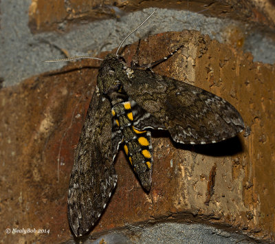 Hawk Moth May 22