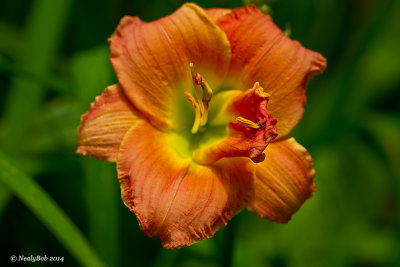 Day Lily May 28