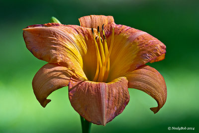 Day Lily June 8