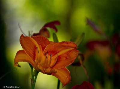 Day Lily June 12