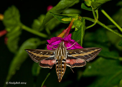 White Lined Sphinx Humming Bird Moth July 18 