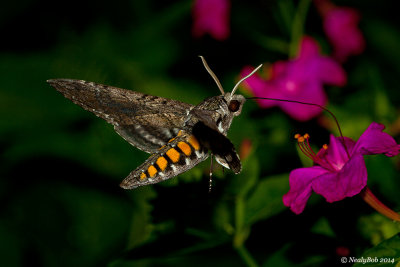 HummingBird Moth July 19