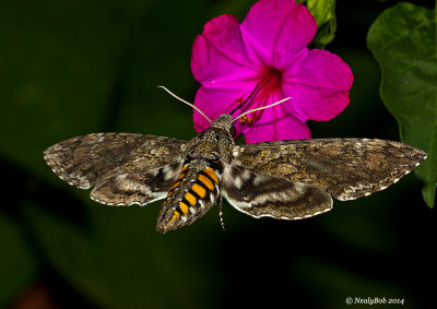 HummingBird Moth July 24