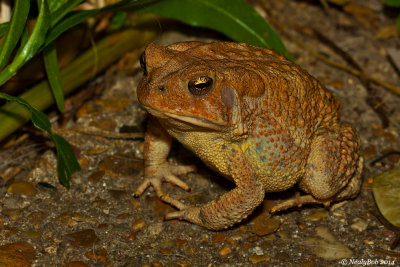 Toad July 26