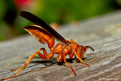 Red Wasp 