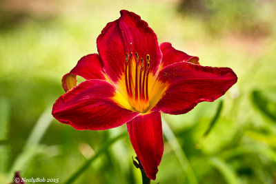 Day Lilly June 16