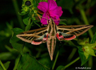 Hummingbird Moth July 22