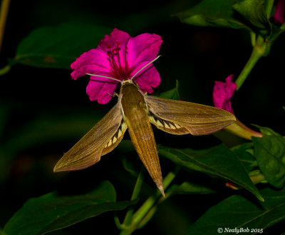 Hummingbird Moth July 27