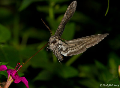 Hummingbird Moth 