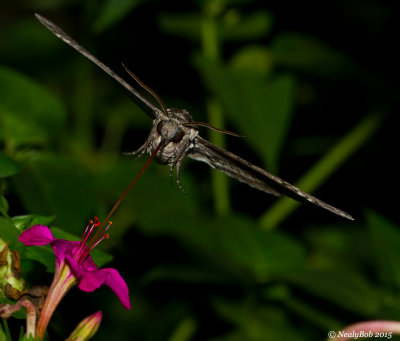 Hummingbird Moth July 