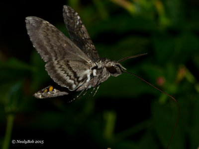 Hummingbird Moth July 30