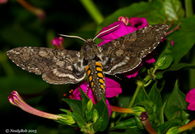 Hummingbird Moth 