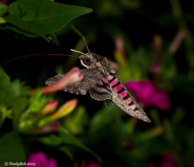 Pink Spotted Hawk Moth