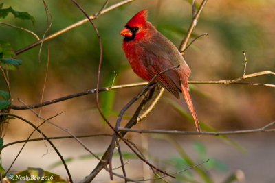 Cardinal January 12
