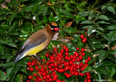 Cedar Waxwing