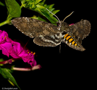 Humming Bird Moth 