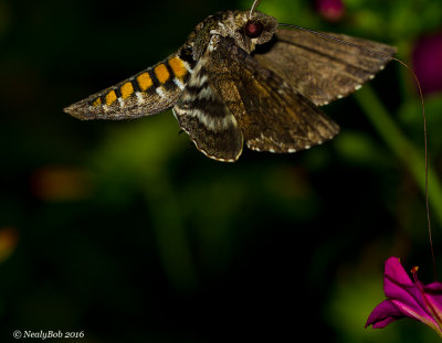 Humming Bird Moth July 11