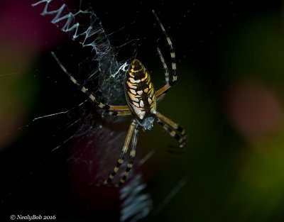 Garden Spider July 15