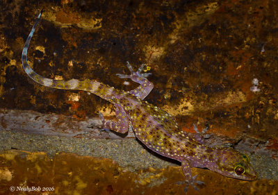 Mediterranean Gecko  July 19