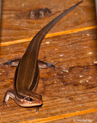 Skink