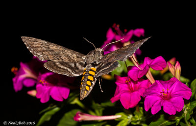 Humming Bird Moth 