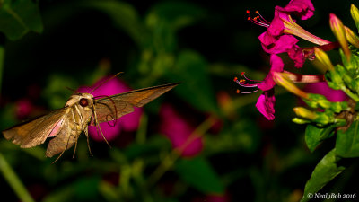 Humming Bird Moth August 13