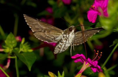 Humming Bird Moth 